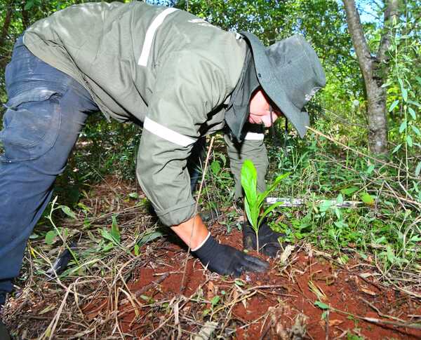 Itaipú enriquece parcelas de restauración forestal con nuevas especies nativas - ADN Digital