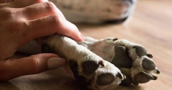 Diario HOY | Imputan a una mujer por envenenar a 9 perros y 2 gatos