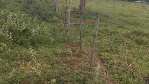 El abigeato sigue golpeando a productores de Concepción