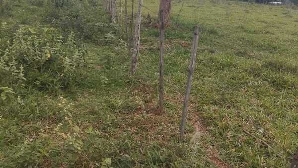 El abigeato sigue golpeando a productores de Concepción