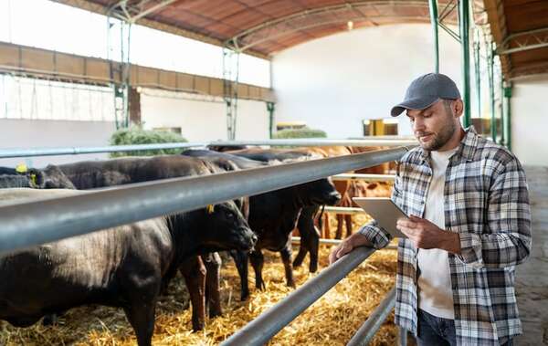 Simple, segura y directa: herramienta de compraventa de ganado vía WhatsApp - ABC Rural - ABC Color