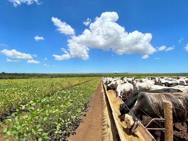 Sistemas integrados agroganaderos son más eficientes - ABC Rural - ABC Color