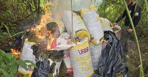 La Nación / Senad elimina más de ocho toneladas de marihuana