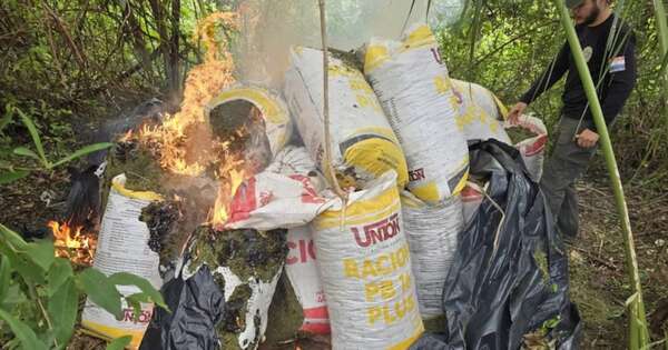 La Nación / Senad elimina más de ocho toneladas de marihuana