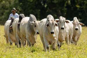 Sudameris se afianza como el banco rural, esta vez lo hizo en Guairá - ABC Rural - ABC Color