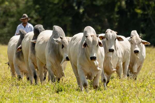 Sudameris se afianza como el banco rural, esta vez lo hizo en Guairá - ABC Rural - ABC Color