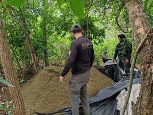 Eliminan más de 8 toneladas de marihuana en operativo rural en Concepción