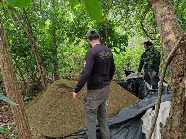 Eliminan más de 8 toneladas de marihuana en operativo rural en Concepción