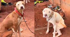 La Nación / Imputan a una mujer por envenenar a nueve perros y dos gatos