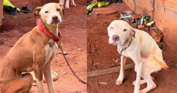 La Nación / Imputan a una mujer por envenenar a nueve perros y dos gatos