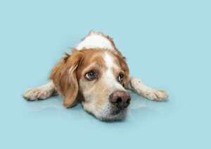 Sarcopenia en perros: cómo prevenir la pérdida de masa muscular en nuestras mascotas - Mascotas - ABC Color