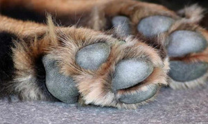 Minga Porã: imputan a mujer por envenenar a once mascotas - OviedoPress