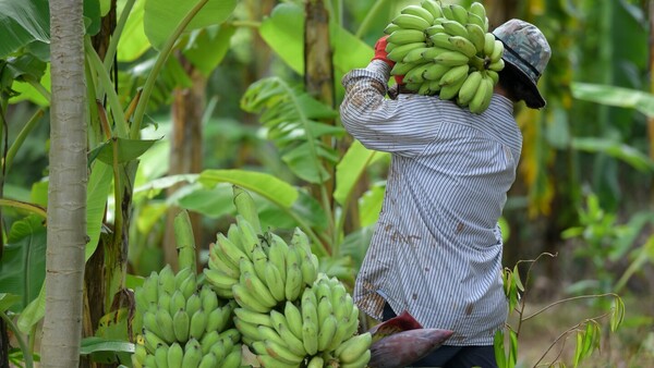 Aquí Crecemos Juntos: Retail compra el 100% de la producción de bananas de productor local