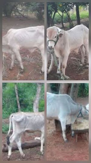 Otro hecho de abigeato afecta a pequeño productor rural en Horqueta - Concepción al Día