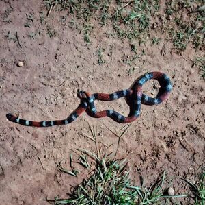 Aparece serpiente de coral en el barrio Santa María, Concepción - Concepción al Día