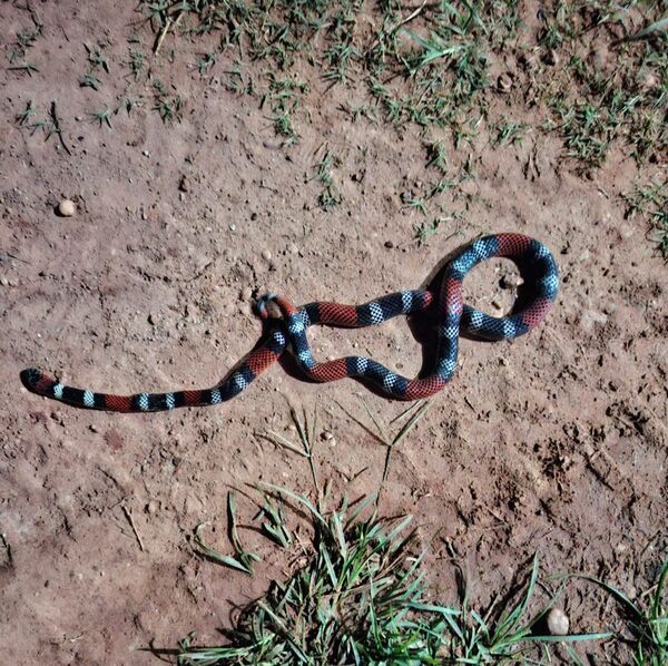 Aparece serpiente de coral en el barrio Santa María, Concepción - Concepción al Día
