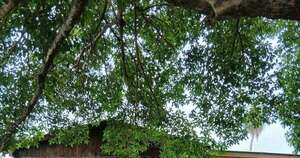 La Nación / Amambay: asesinan a político liberal en fiesta de cumpleaños