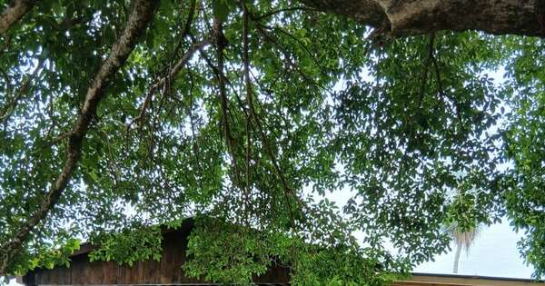 La Nación / Amambay: asesinan a político liberal en fiesta de cumpleaños