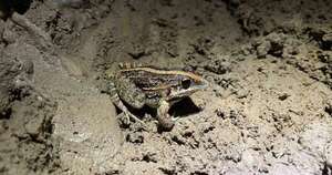 La Nación / Ranita cavadora: nueva identidad para las chaqueñas