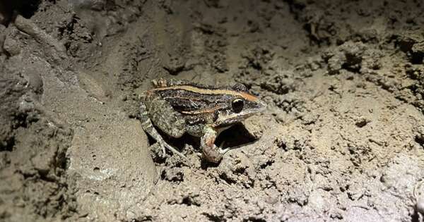 La Nación / Ranita cavadora: nueva identidad para las chaqueñas