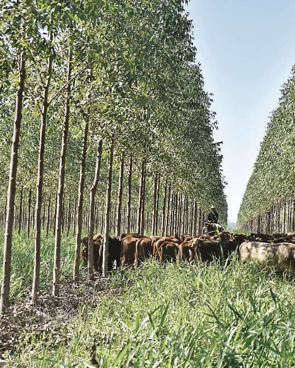 Sector forestal: tendencia apunta a alto valor agregado - Económico - ABC Color