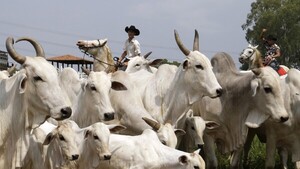Denuncian caída de faena para reducir el precio de ganado