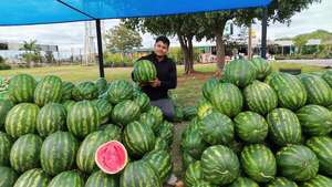 Productores aumentan su oferta de sandía en el Abasto Norte y la venden incluso a G. 5.000 cada una - Economía - ABC Color