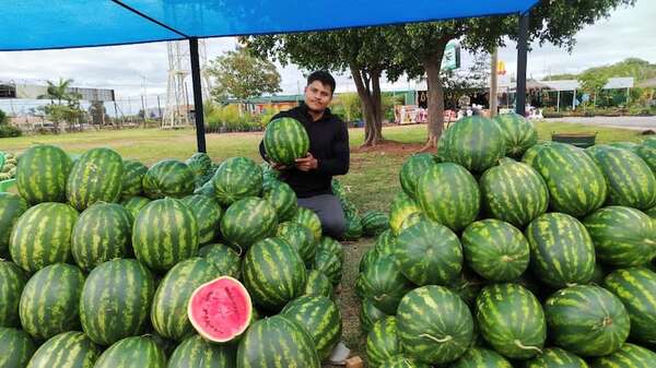 Productores aumentan su oferta de sandía en el Abasto Norte y la venden incluso a G. 5.000 cada una - Economía - ABC Color