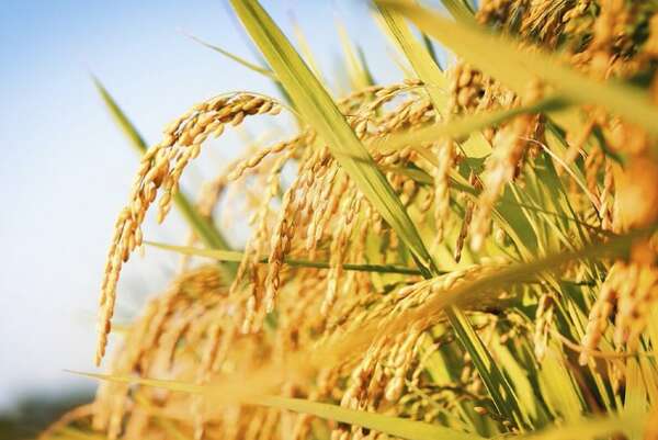 Arroceros dicen que exportación alcanzará 1,2 millones  de ton. - ABC Rural - ABC Color