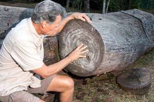 Los árboles cuentan historias: la fascinante ciencia de la dendrocronología - Ciencia - ABC Color