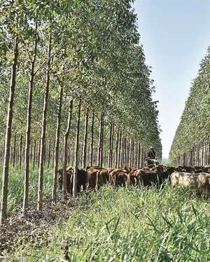 Sector forestal: tendencia apunta a alto valor agregado - ABC Rural - ABC Color