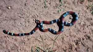 Aparición de serpiente coral en el patio de una vivienda causa susto a vecinos en Concepción