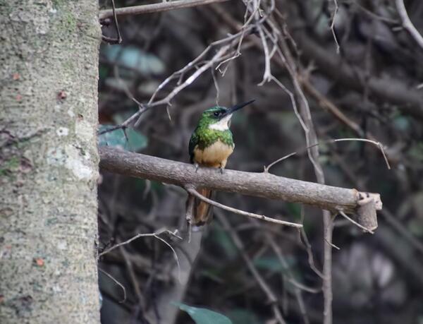 Un destello de color en el bosque: el jacamar colirrufo