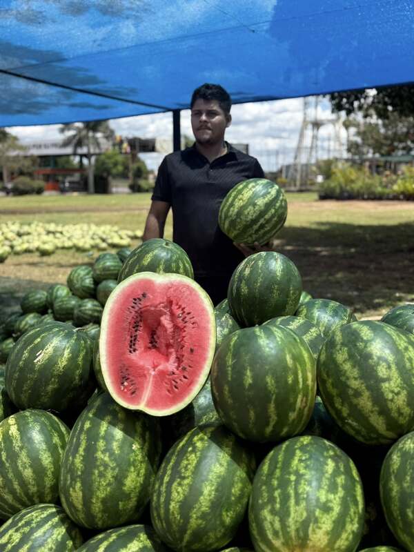 Productores de San Pedro celebran aumento de la demanda de sandía