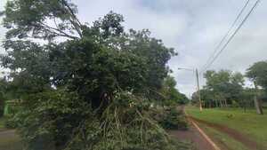 Casas destechadas, árboles caídos y corte de energía eléctrica deja fuerte tormenta en Caninendeyú