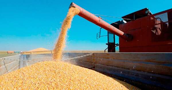 La Nación / Pequeños productores celebran buen desarrollo del cultivo de maíz