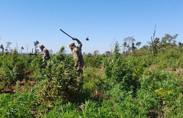 «Nueva Alianza 53» dejó fuera de circulación casi 1.000 toneladas de marihuana en 10 días
