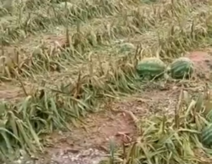 Granizada causa destrozos en San Pedro y deja decenas de familias afectadas