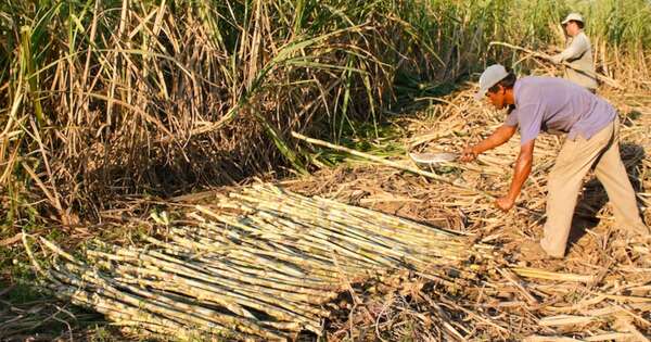 La Nación / Declaran emergencia para el cultivo de caña de azúcar en cinco departamentos