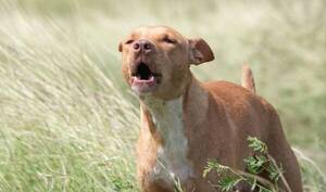 El perrito que unió a todo un país