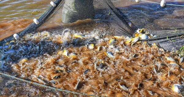 La Nación / Arrancó la veda pesquera y la ley prevé fuertes sanciones por incumplimiento