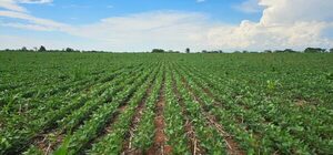 Advierten que la superficie de siembra de soja en San Pedro podría bajar por aumento de costos y falta de crédito