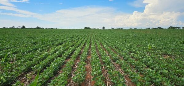 Advierten que la superficie de siembra de soja en San Pedro podría bajar por aumento de costos y falta de crédito