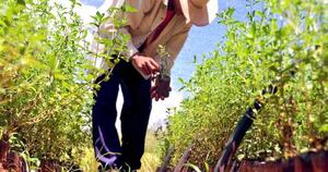 La Nación / La stevia, un producto nativo del suelo guaraní, busca fortalecer su producción