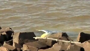 Hombre sobrevive tras caer con su vehículo al río Paraná en Encarnación