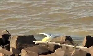 Conductor pierde el control de su camioneta y termina en aguas del río Paraná en Encarnación – Prensa 5