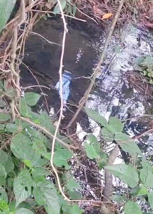 Exponen ante ecologistas de Paraguay y el mundo severo atentado al medio ambiente de Penitenciaría de Emboscada – La Mira Digital