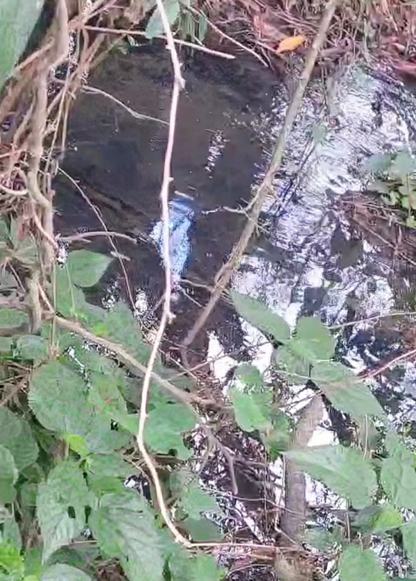 Exponen ante ecologistas de Paraguay y el mundo severo atentado al medio ambiente de Penitenciaría de Emboscada – La Mira Digital