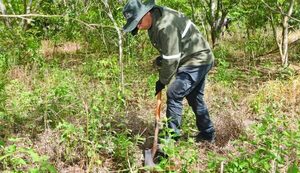 Realizan enriquecimiento en parcelas de restauración forestal de ITAIPU para cultivo de nuevas especies
