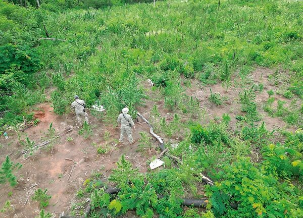 Destruyen más de ocho toneladas de marihuana en operativo rural